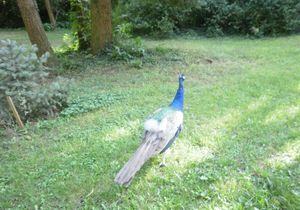 …admiri păsări maiestuase şi păuni în Parcul Dendrologic de la Szarvas!